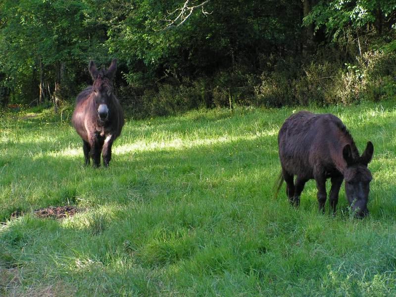 Le Puy Babin Chambres Familiales A La Ferme Saint-Mathurin  Luaran gambar